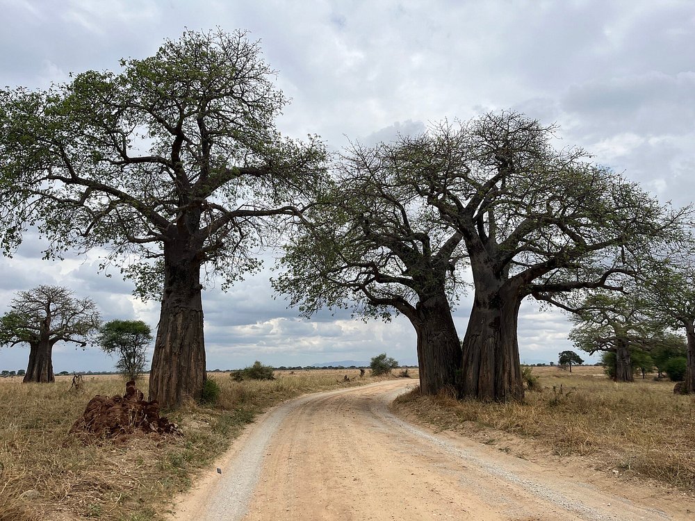 2 Days Fly in- Fly out from Zanzibar Tarangire and Crater - Tanzania safari gallery image